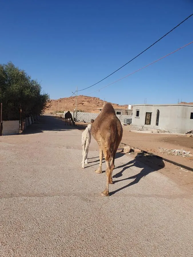 Bedouin Experiences Apartment Aqaba